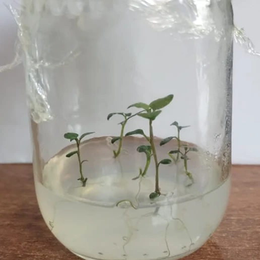 Cultivo In Vitro