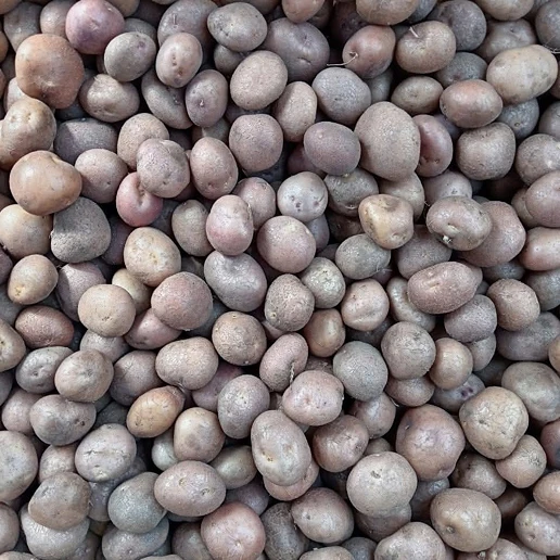 Minitubérculos cosechados
